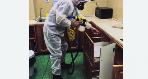 Уничтожение насекомых в квартире. Кировград