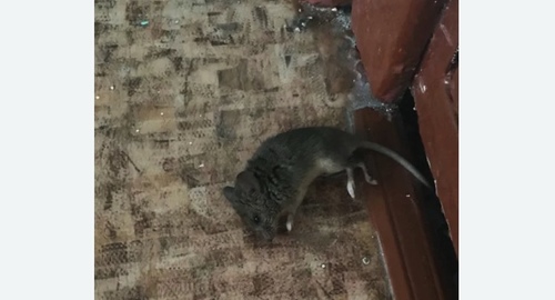 Дезинфекция от мышей в Кировграде