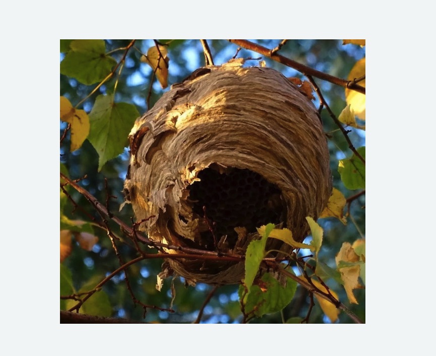 Обработка от шершней в Кировграде