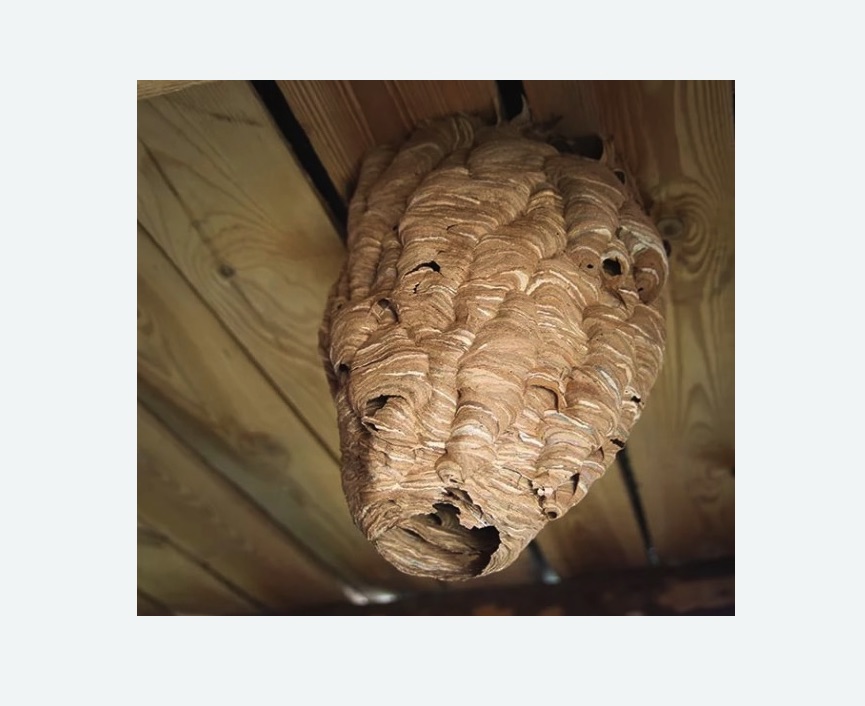 обработка от шершней в Кировграде