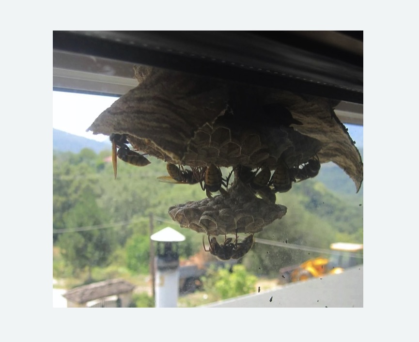 Уничтожение гнёзд шершней в Кировграде