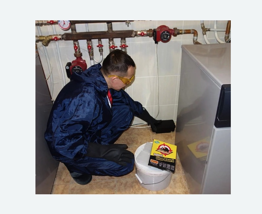 Уничтожение крыс в Кировграде