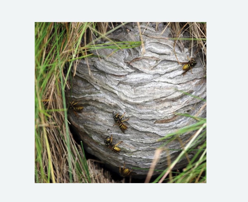 Уничтожение ос и ульев в Кировграде